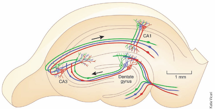 Hippocampal regions CA1, 3